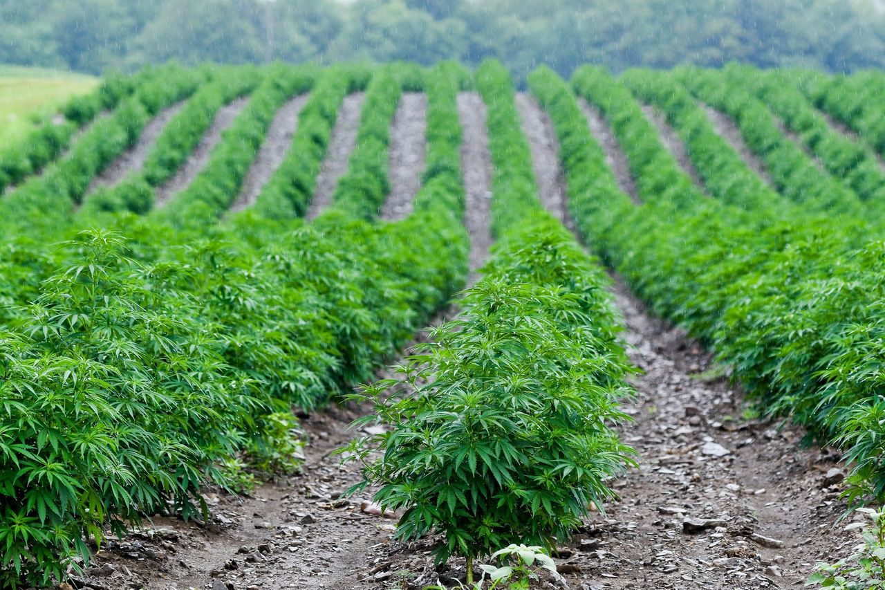 hemp farming